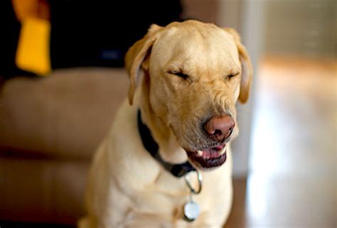 Reverse sneeze dog video - Dog, Reverse Sneeze